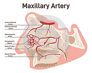 Head and face circulatory system. Anatomical diagram of maxillary artery