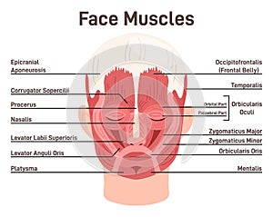 Head and face muscles. Didactic scheme of anatomy of human