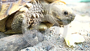 Head and face of sulcata tortoise at the zoo