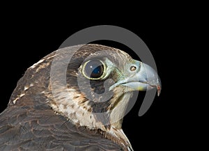 Head of falcon 4