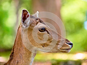 Head of a fallow deer