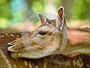 Head of a fallow deer