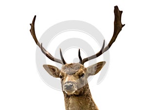 Head of fallow deer