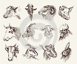 Head of farm animals