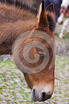 Head of a Farm Donkey