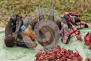 Head and feet of wild Goral for sale at Putao fresh market, Myanmar