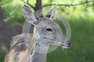 Head of a female deer on a green background in the wild