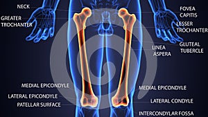 3d illustration of skeleton femur bone anatomy