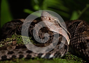 Head of Fer-de-lance Snake on a tree Branch