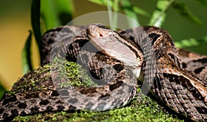 Head of Fer-de-lance Snake on a tree Branch