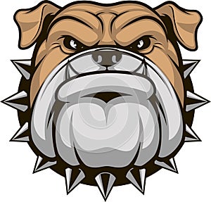 Head ferocious bulldog photo