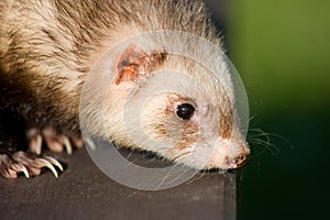 Head ferrets photo