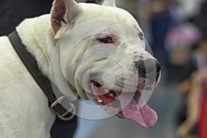 Head of a fighting dog with an open jaw and tongue hanging out c