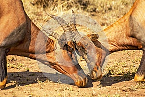 Head of fighting Topis antelope, Damaliscus lunatus jimela, Serengeti National Park, Tanzania photo