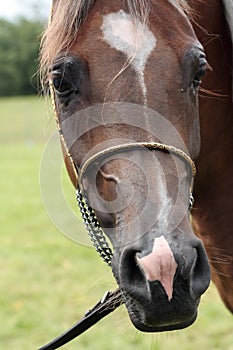 Head of filly