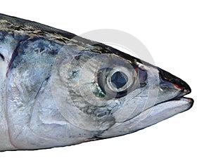 Head of Fish