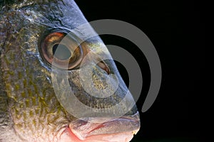 Head of a fish