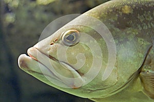 Head of fish