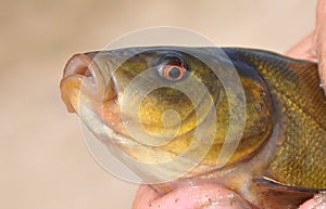 Head of fish