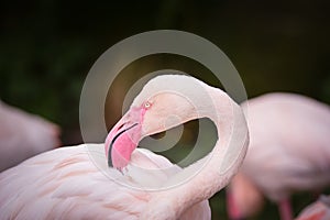 head of flamingo in zoo.