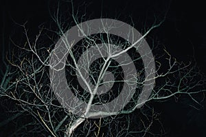 Head-on flash on trees at night operational shooting reportage photo