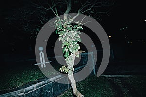 Head-on flash on trees at night operational shooting reportage photo