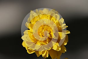 The head of a flower with many small petals of bright yellow color.