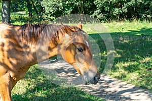 Head foal horse close-up. Little horse grazing in pasture and eating green grass.