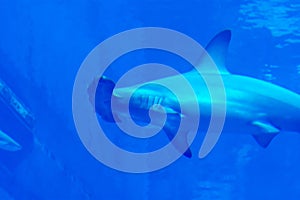 Head focus close up shot of hammer head Sharks in a blue water a