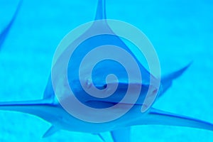 Head focus close up shot of Sandbar Silvertip Sharks in a blue w