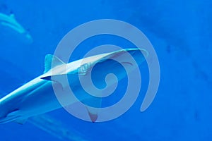 Head focus close up shot of Sandbar Silvertip Sharks in a blue w