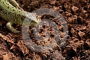 The head and forelimbs of the lizard are nimble on the brown background of the soil. Selective focus. Copy space