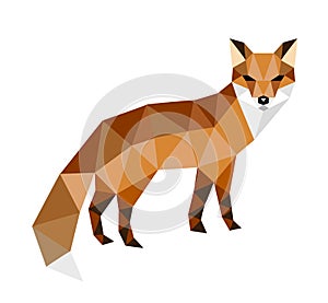 Head of fox