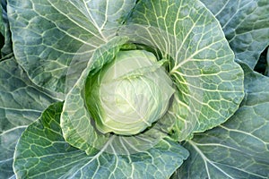 A head of fresh green cabbage grown in the field. Close-up view of the cabbage from above.