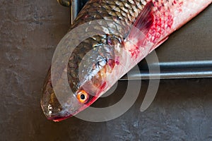 Head fresh raw fish mullet on black background