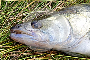 Head of freshly caught fish pike perch ordinary close-up