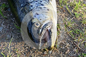 Head of Freshly caught trout lying on the grass