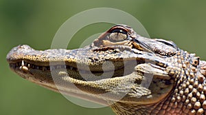 Head of freshwater crocodile Crocodylus johnsoni.