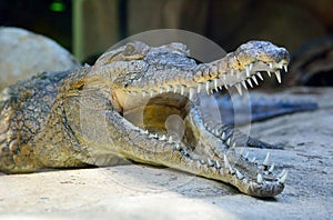 Head of freshwater crocodile Crocodylus johnsoni