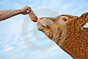 Head of friendly cattle