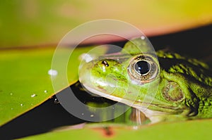 Head of a frog in water lily leaves/head of a frog in water green lily leaves, close up