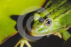 Head of a frog in water lily leaves/head of a frog in water green lily leaves, close up