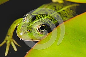 Head of a frog in water lily leaves/head of a frog in water green lily leaves, close up