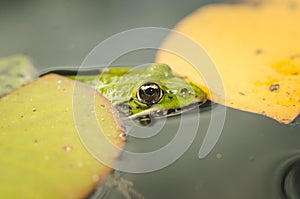 Head of a frog in water lily leaves/head of a frog in water green lily leaves, close up