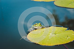 Head of a frog in water lily leaves/head of a frog in water green lily leaves, close up