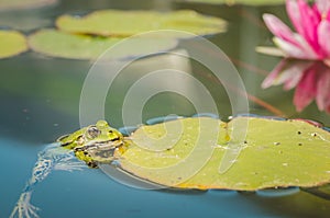 Head of a frog in water lily leaves/head of a frog in water green lily leaves, close up