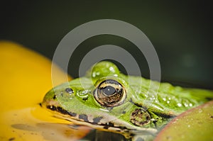 Head of a frog in water lily leaves/head of a frog in water green lily leaves, close up