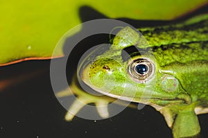 Head of a frog in water lily leaves/head of a frog in water green lily leaves, close up