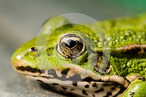 Head of a frog in water lily leaves/head of a frog in water green lily leaves, close up