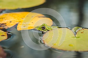 Head of a frog in water lily leaves/head of a frog in water green lily leaves, close up